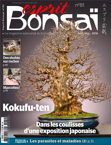 Entretien du bonsaï : Voici comment votre bonsaï vieillira