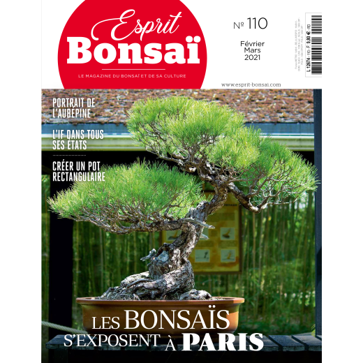 Esprit Bonsaï n°110