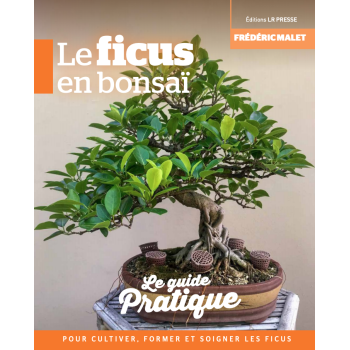 Le Ficus en bonsaï