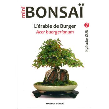 Mini Bonsaï - L´érable de Burger