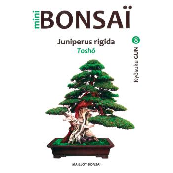 Mini Bonsaï - Juniperus rigida